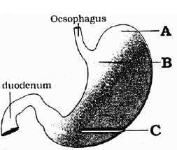 NEET Biology Digestion And Absorption MCQs Set B, Multiple Choice Questions